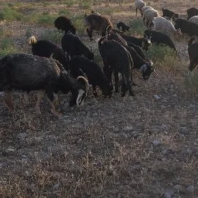 çewis çebis dog erkeç