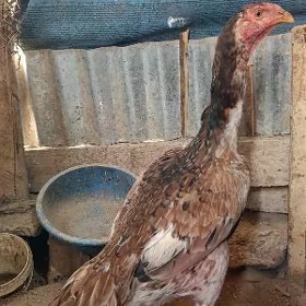 Taşkent Mäki