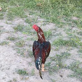 ŞAMA bn TÜRK