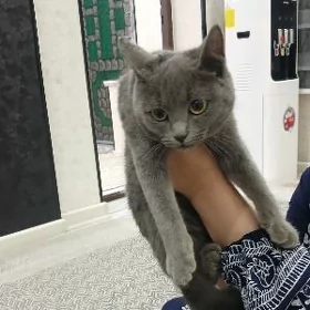 pişik кошка