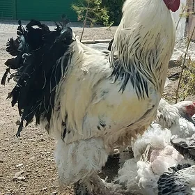 породы Брама