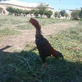 horaz