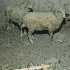 Berre arassa merenos