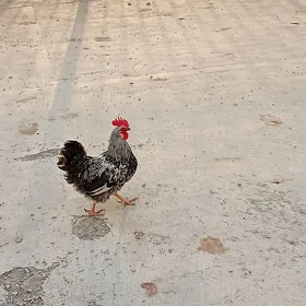 horaz