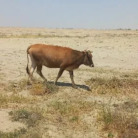 sygyr