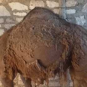 Ogşuk