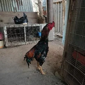 Bayes horazlar mesni juedem b