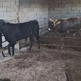 Öküz