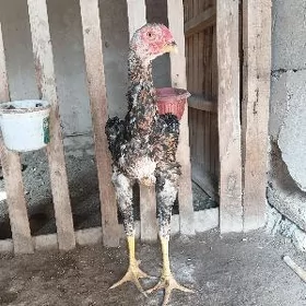 horaz