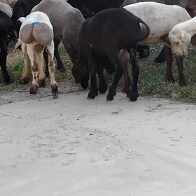 toklylar gissar