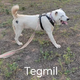 Tegmil