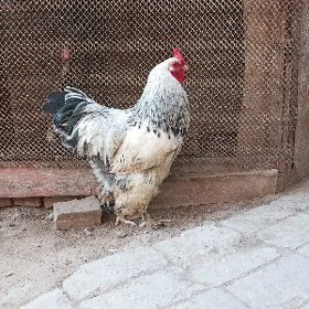 Brama