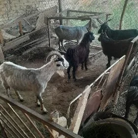 boğaz geciler