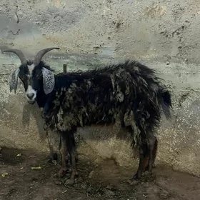 Geçi