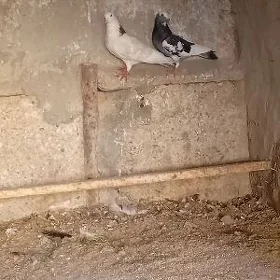 kepderi