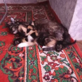 pişik