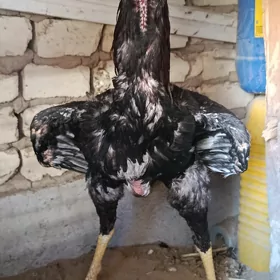 TAŞKENT HOARZ 
