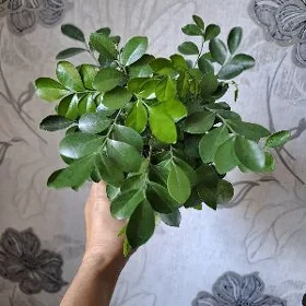мурая метельчатая
