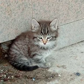 Котята