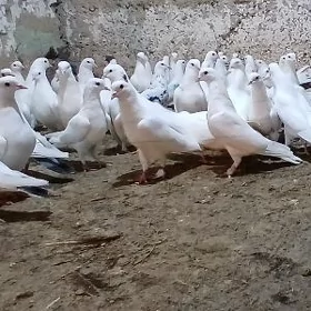 kepderi