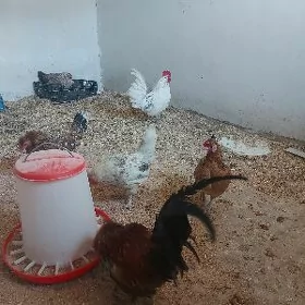 птицы
