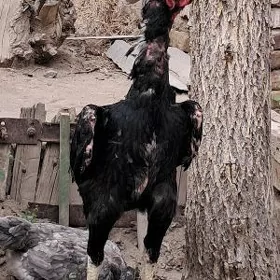 хораз