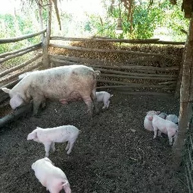 жожуклы