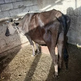 Göli sygyr