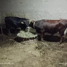 Oküz