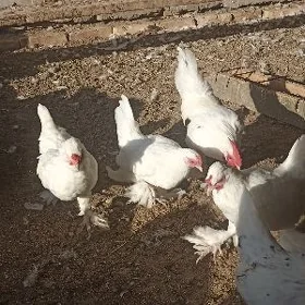Karlık