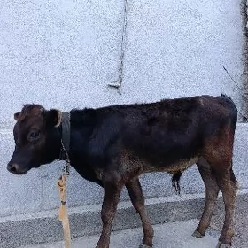 ökuz