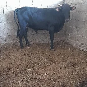 ÖKŸZ