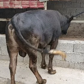 okuz 2 ýaşan