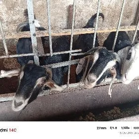Doglor
