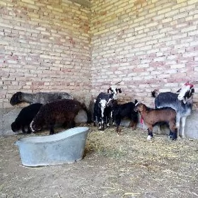 Ekiz Owlakly Geçi Guzuly Goýun