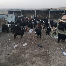 geçiler