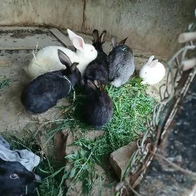 Towşanlar
