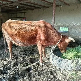 Göleli sygyr