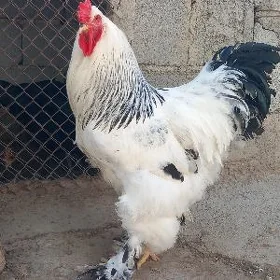 brama balgar horaz