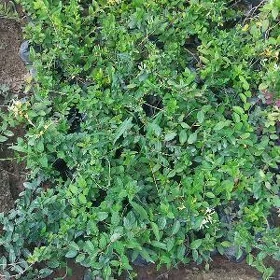 Jasmin