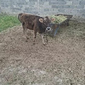 Göle