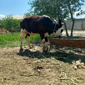 okuzce