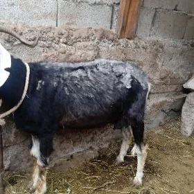Geçi