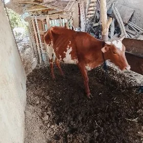 gysyr sygyr