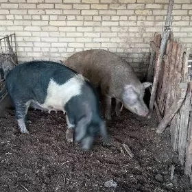 матка