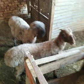 Goýun