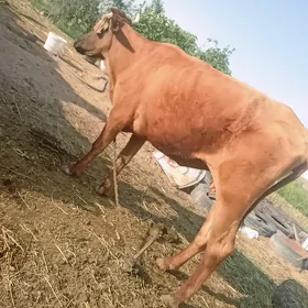 Sygyr