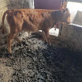ÖKÜZ GİBİRİT