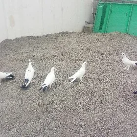 Kepderi