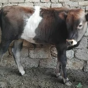 SATLIK OKÜZ ŞWES TOHUM ARASSA